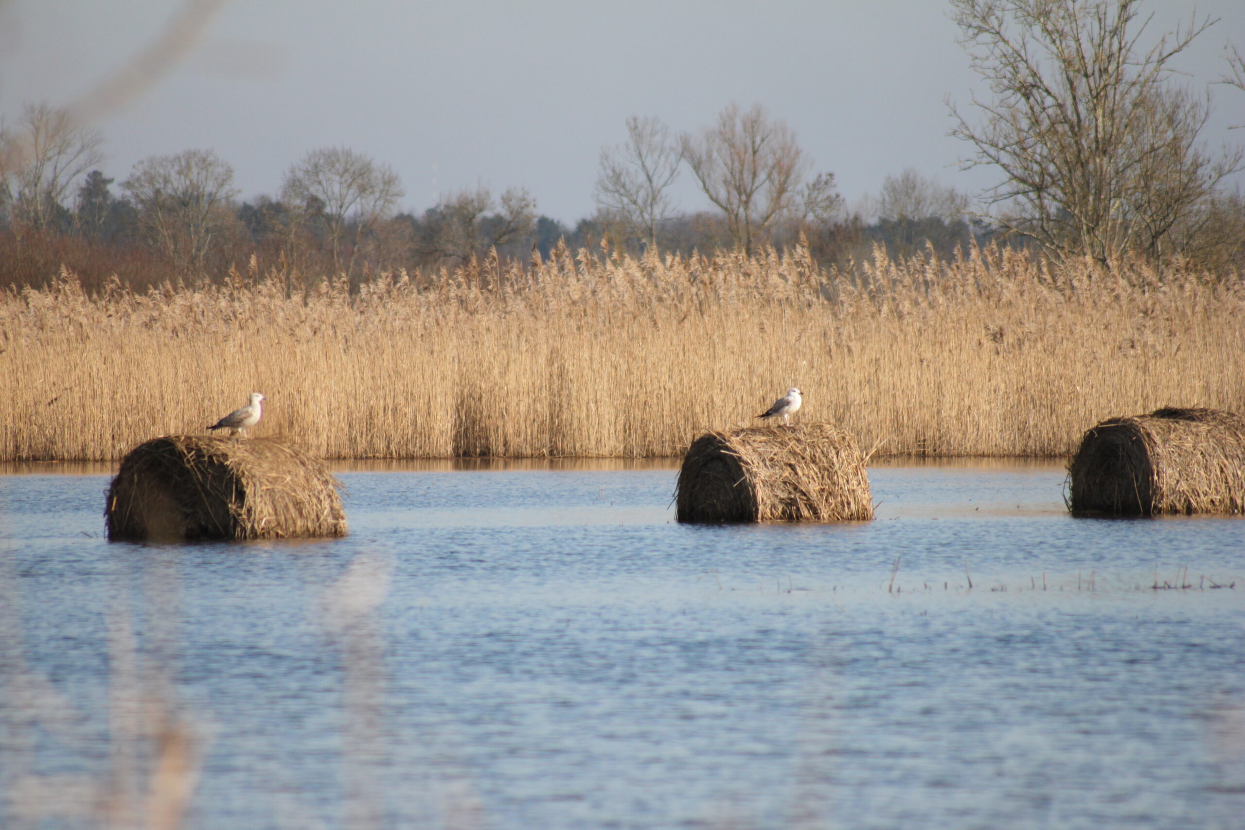 Les marais de la vergne à Etauliers inondés. Des mouettes se reposent sur les ballots de paille immergés.